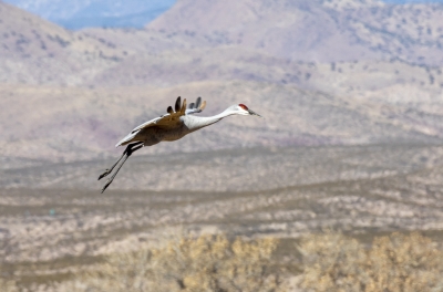 Sandhill Crane Bosque New Mexico Dec 2020